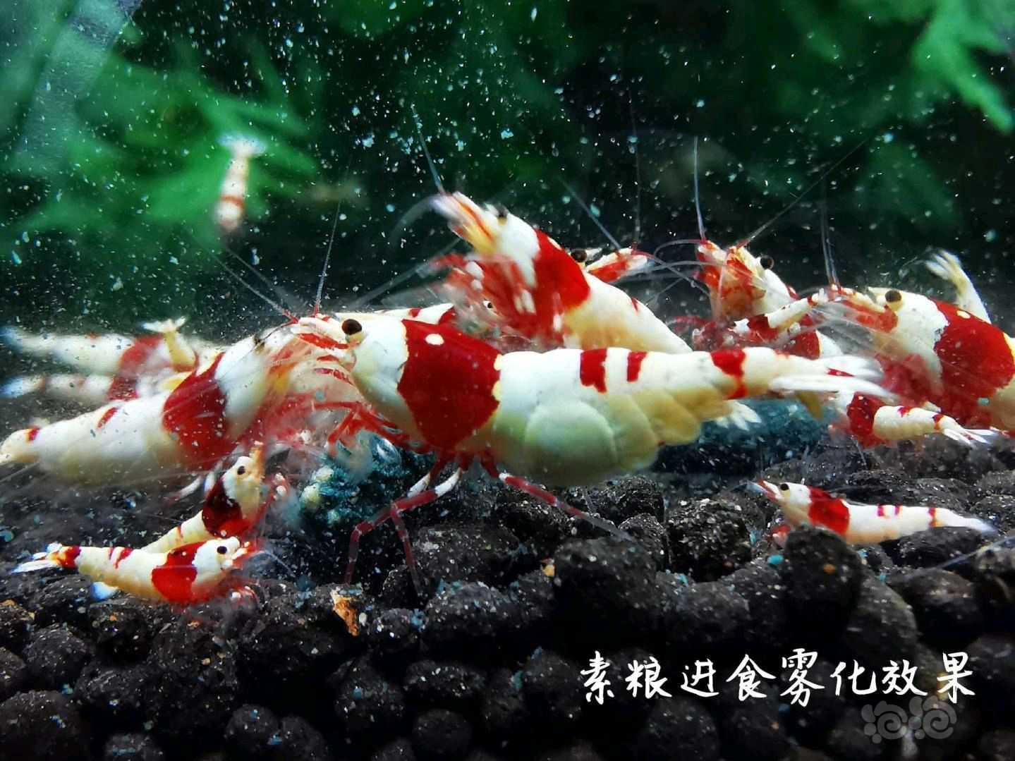 【用品】2021-07-05RMB拍卖瑾福水晶虾饲料套装一套-图6