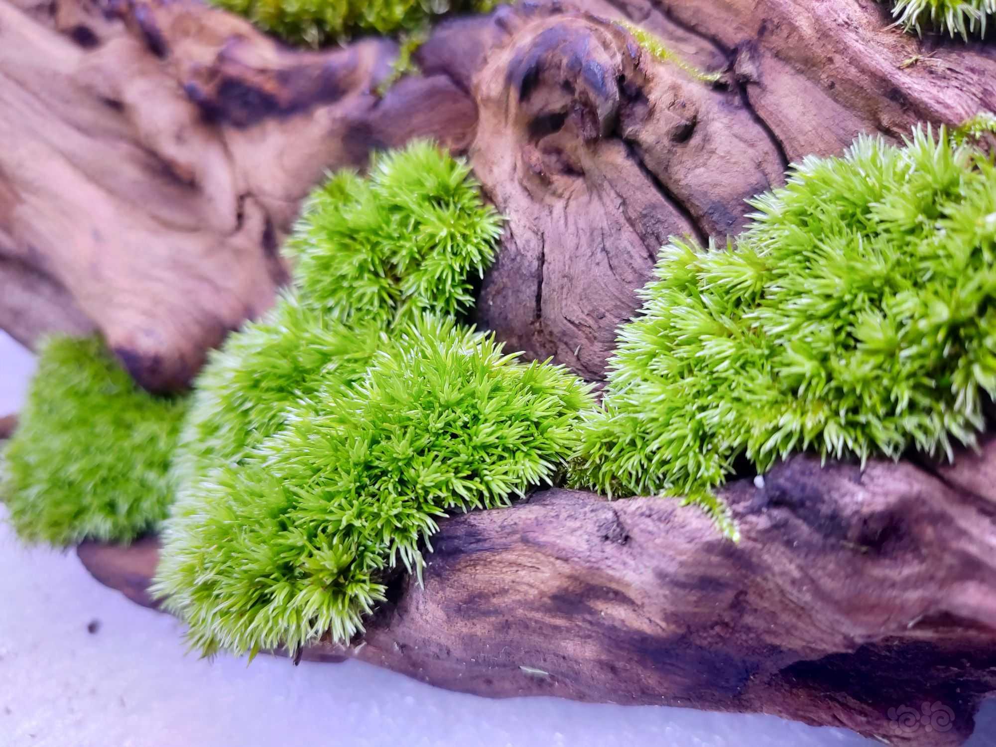 【苔藓】夏天的白发藓，状态还是差一些-图1