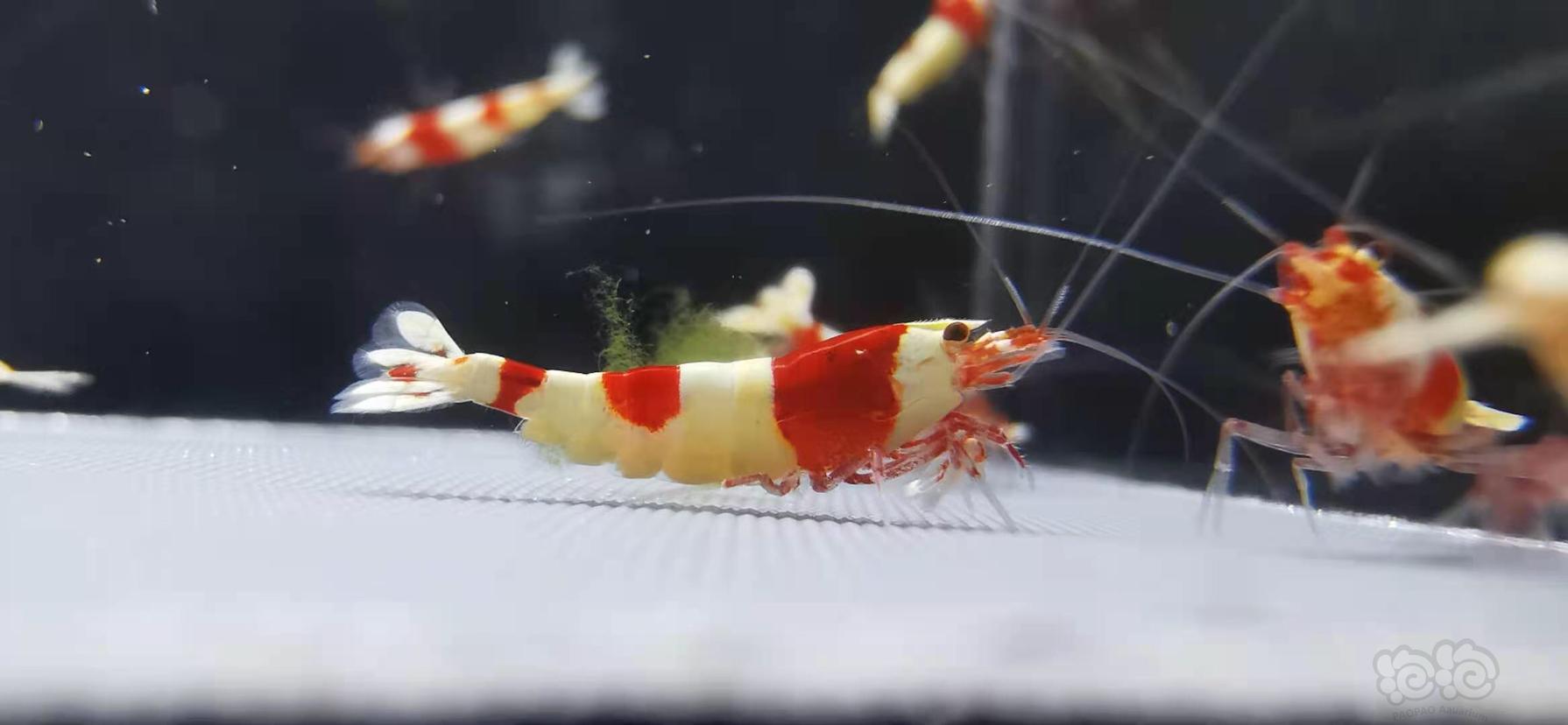 【虾】2021-7-12#RMB拍卖#红白水晶虾一份15只-图1
