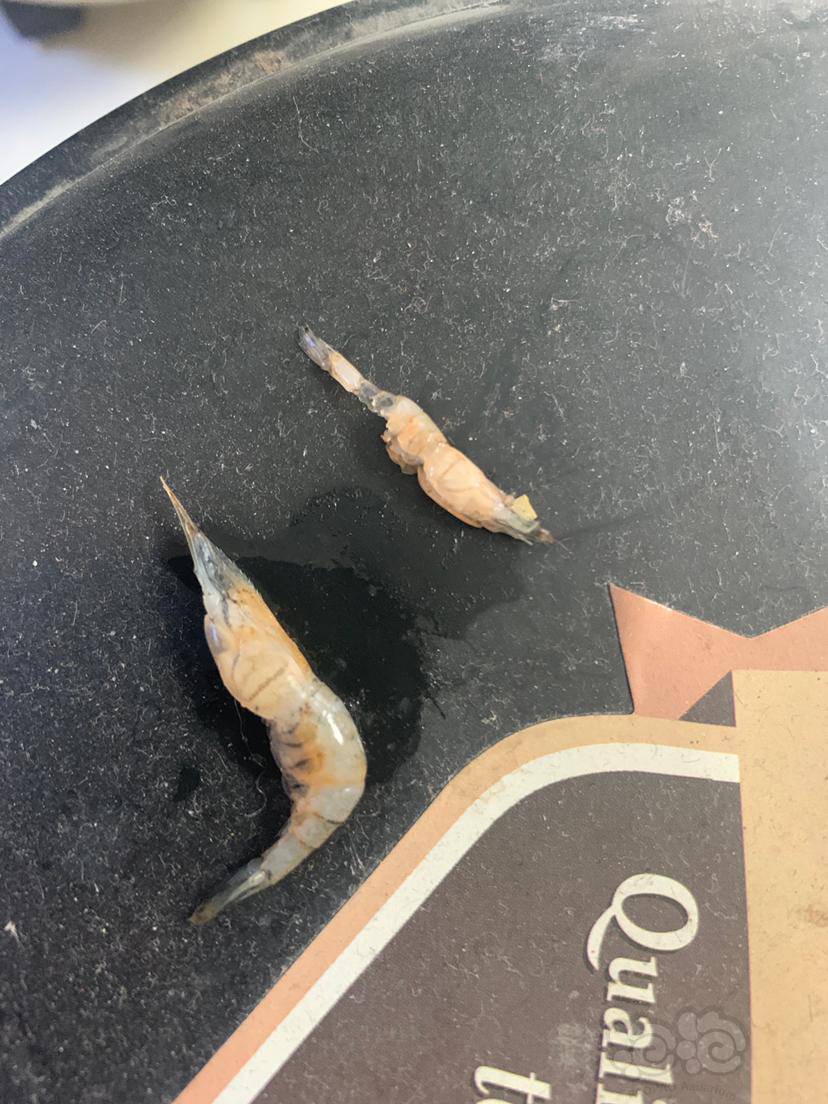 死了两只虾大佬看看什么情况