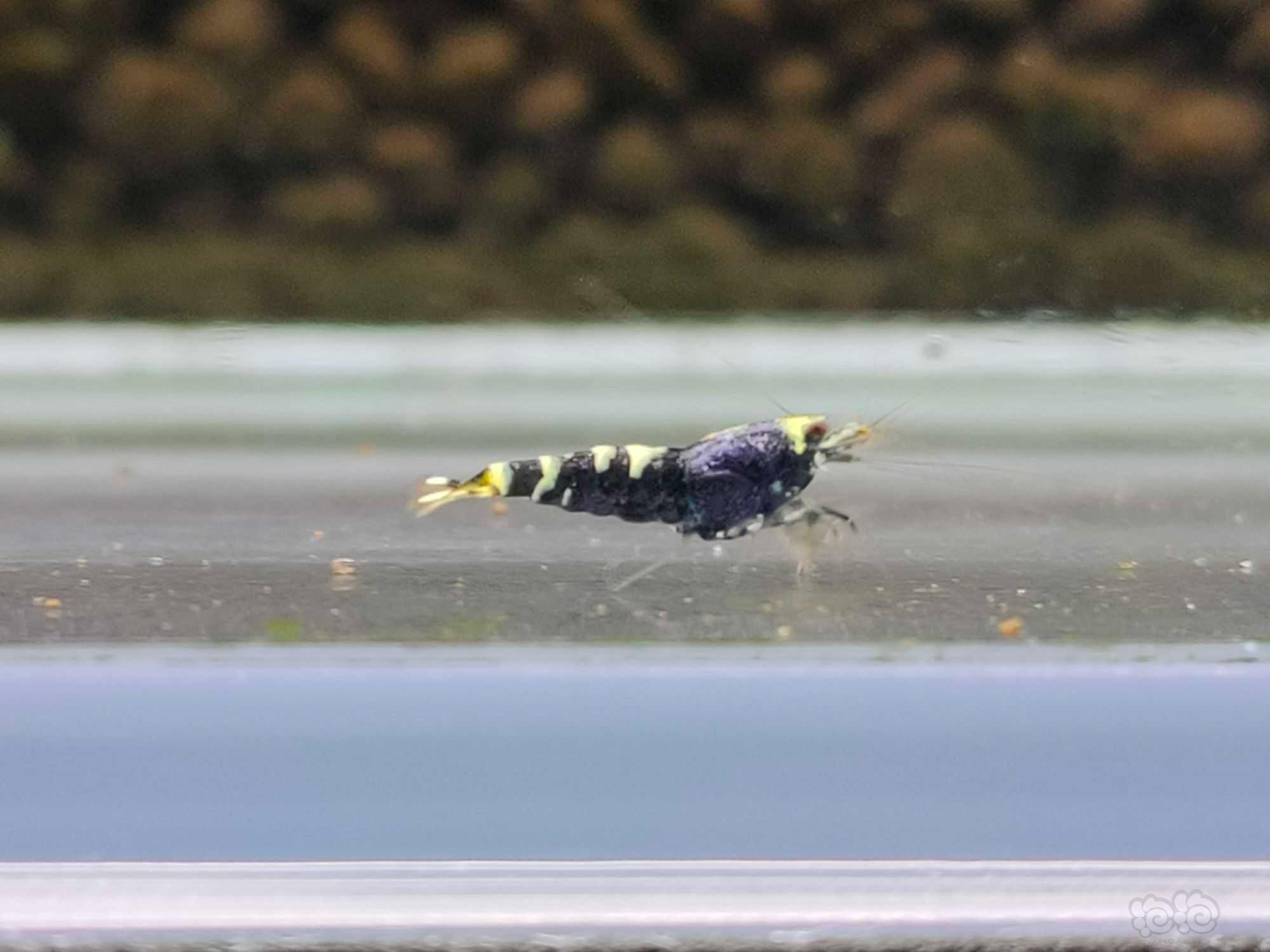 【虾】2021-07-15#RMB拍卖#金属紫小虾5只-图2