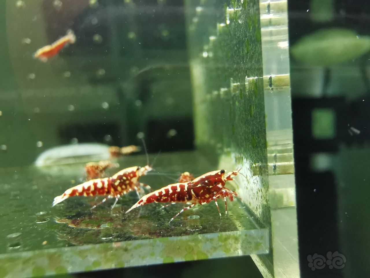 【虾】2021-07-14#RMB拍卖#红银河水晶虾一份3只-图2
