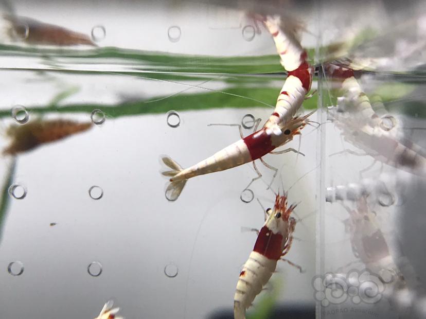 【虾】2021-07-20#RMB拍卖#纯血红白水晶虾一份10只-图6
