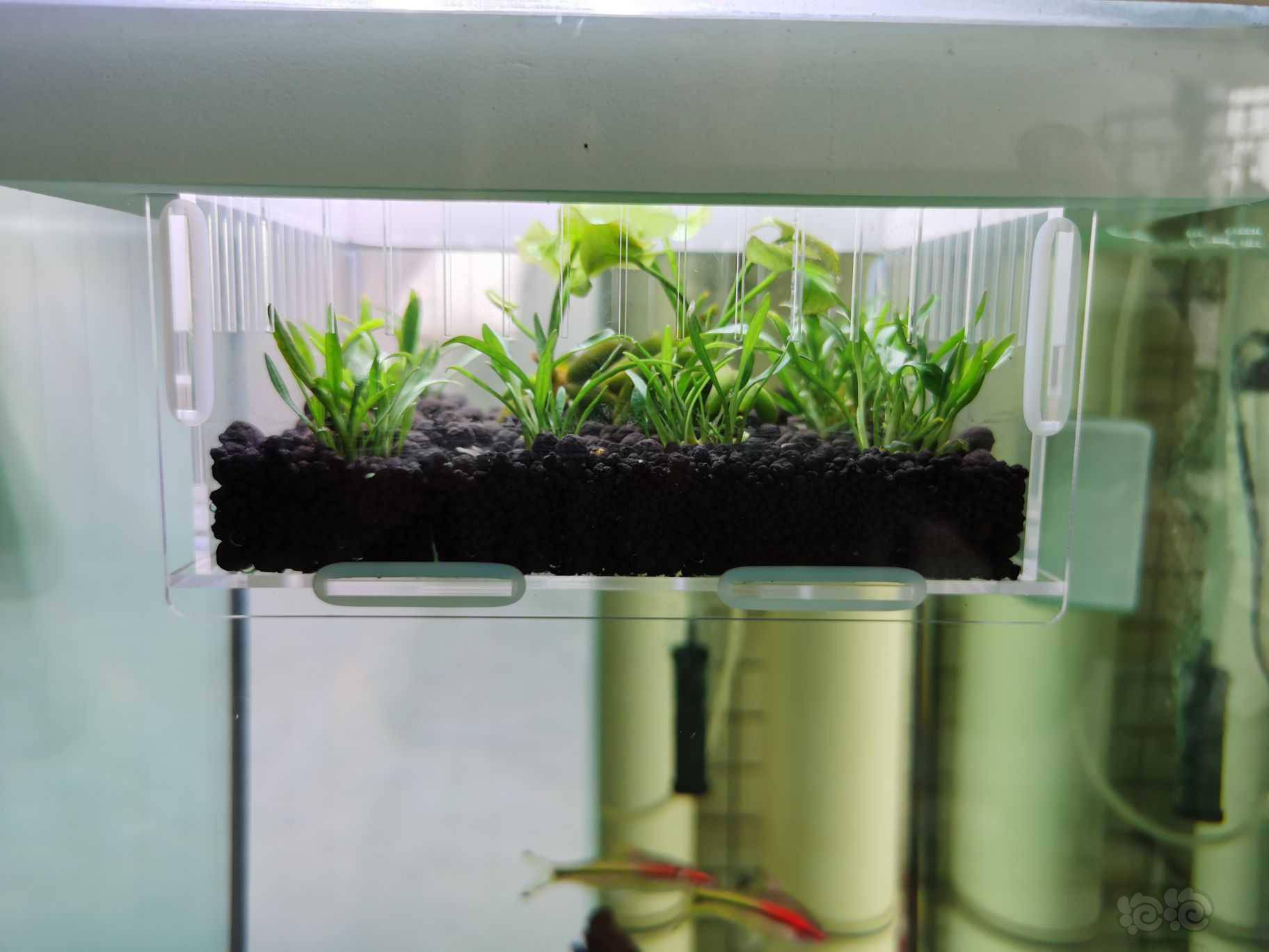 隔离盒里种水草 可以活么 泡泡水族