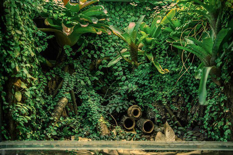 【雨林】雨林爬藤的美-图3