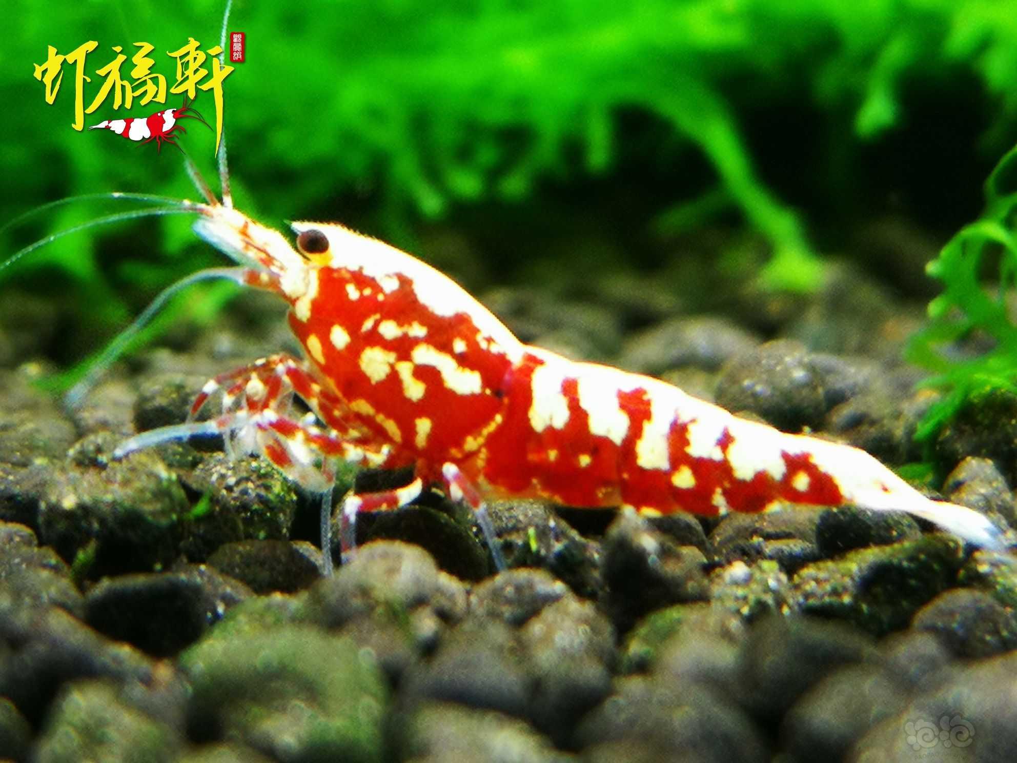【虾】2021-07-12#RMB拍卖#红银河星钻2只-图5