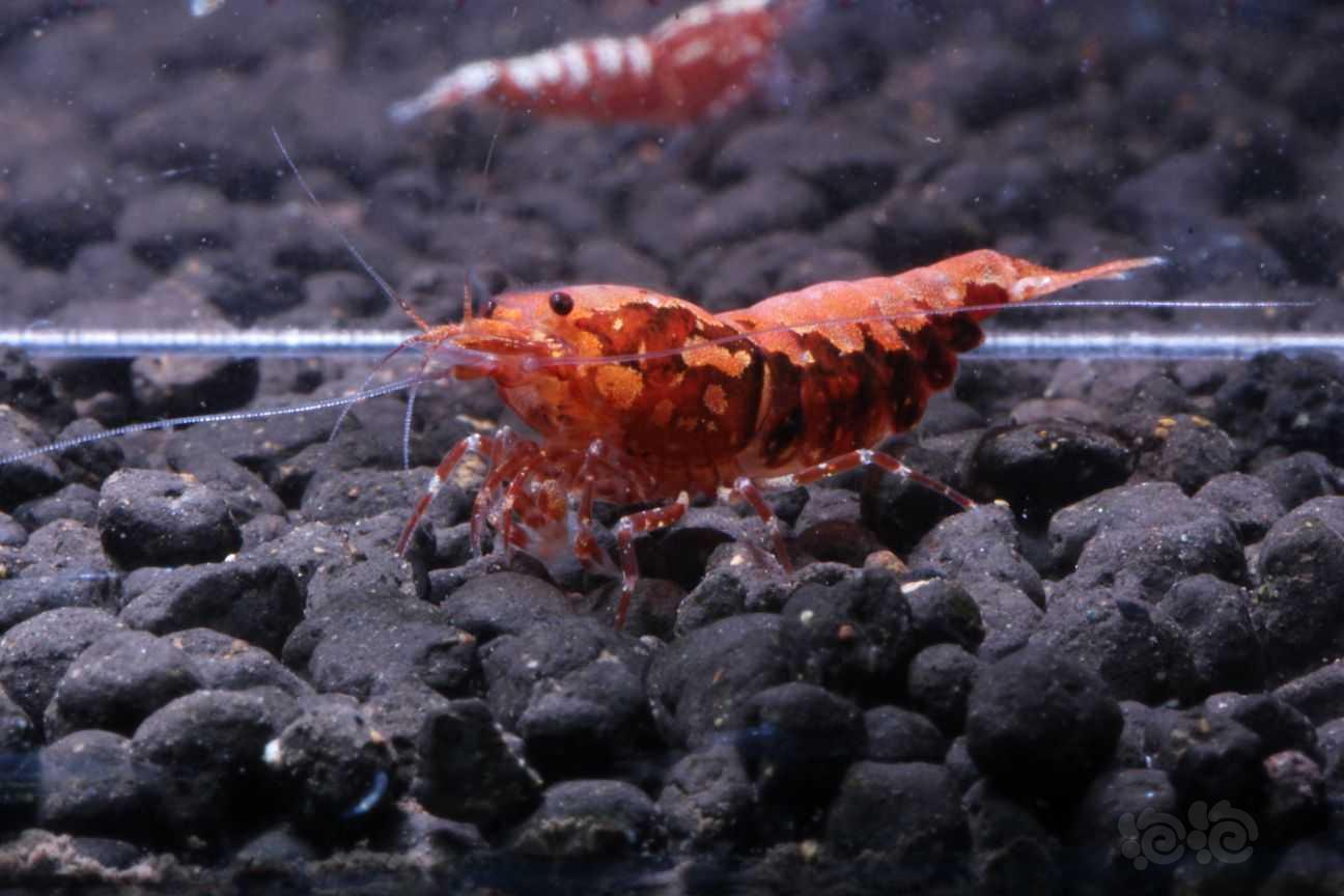 【虾】2021-08-31#RMB拍卖#红银河母虾一只-图3