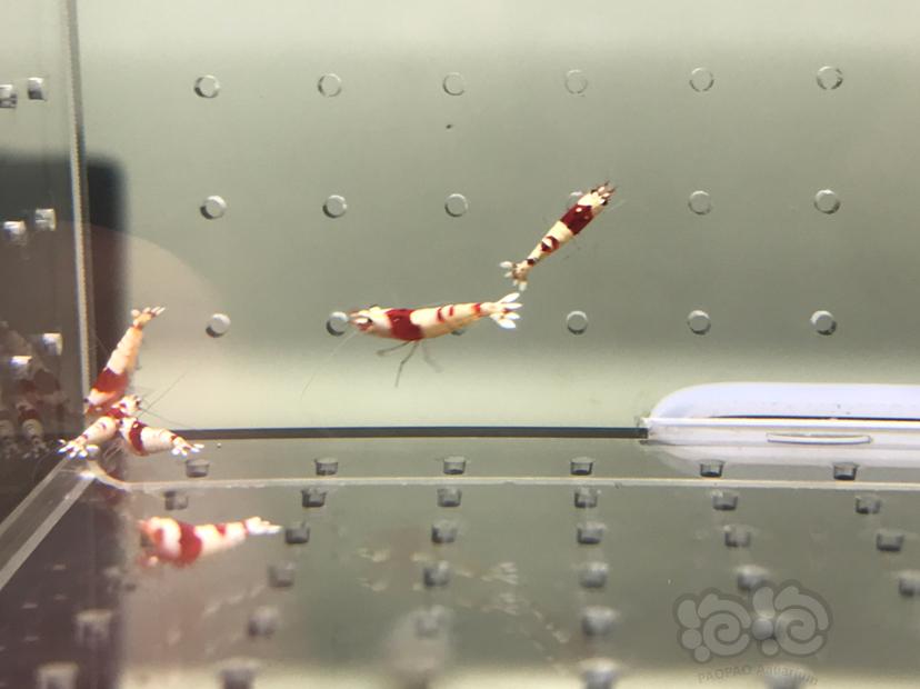 【虾】2021-08-12#RMB拍卖#纯血红白水晶虾一份10只-图2