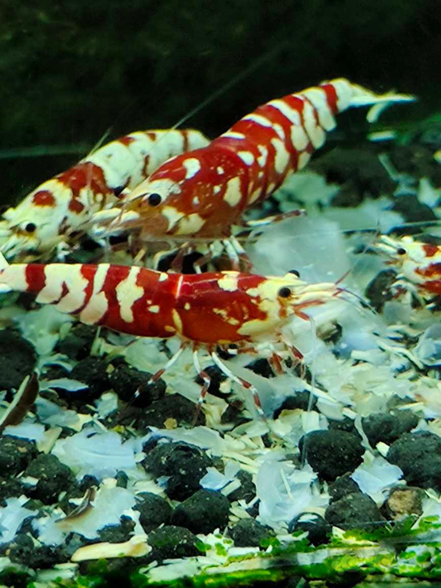 【水晶虾】红花虎水晶虾-图5