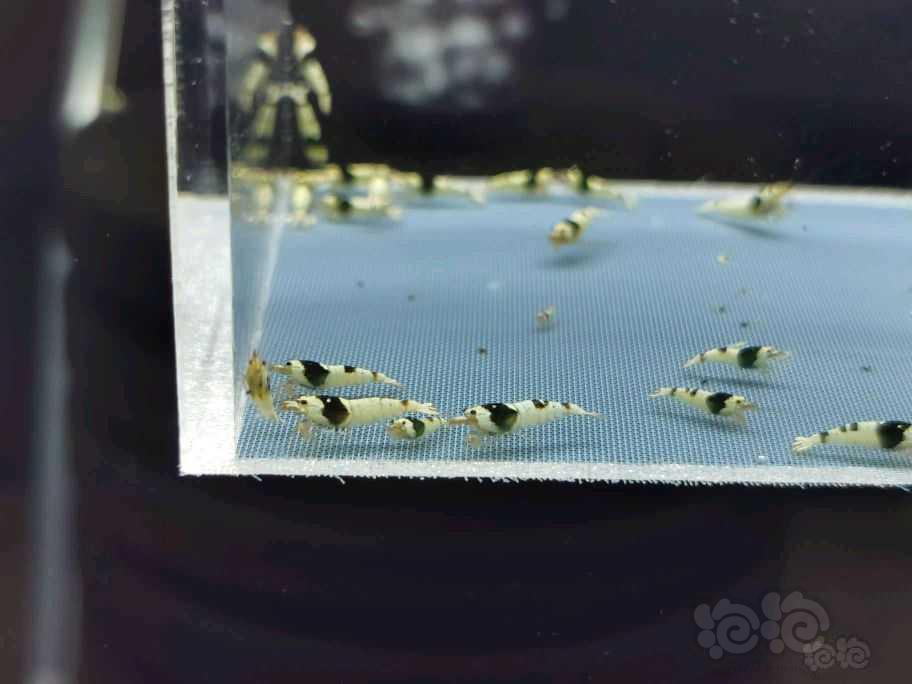 【虾】2021-8-16#RMB拍卖黑白水晶虾一份50只-图1