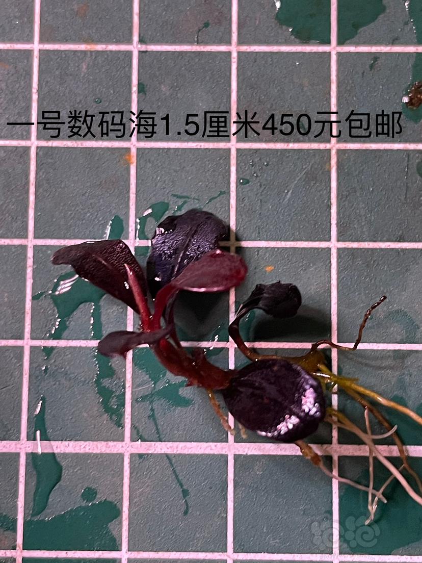 【辣椒榕】出数码海 黑天使 11红脉玉-图2
