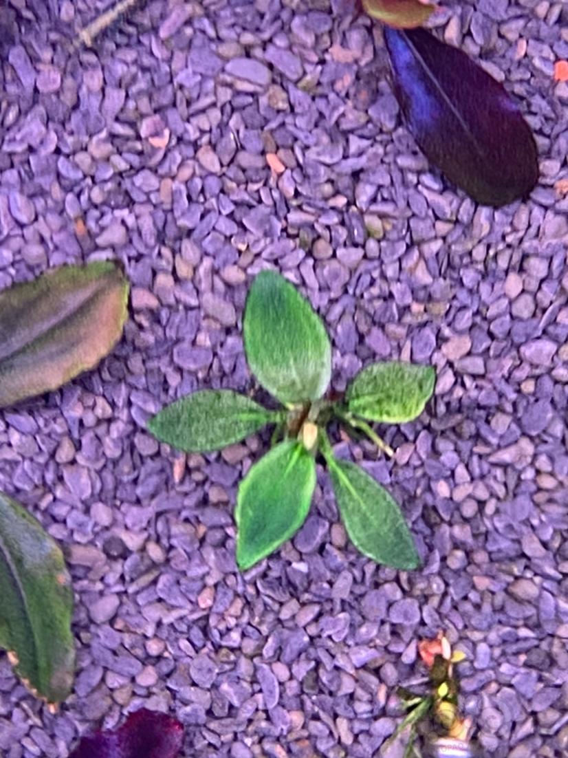 古有紫荆花，现有绿荆花~-图1