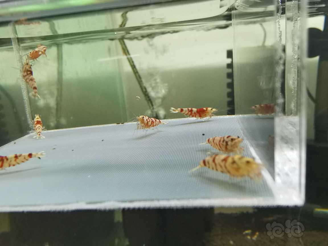 【虾】2021-08-12＃RMB拍卖红花虎水晶虾8只-图5
