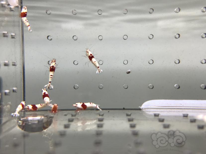 【虾】2021-08-25#RMB拍卖#纯血红白水晶虾一份16只-图9