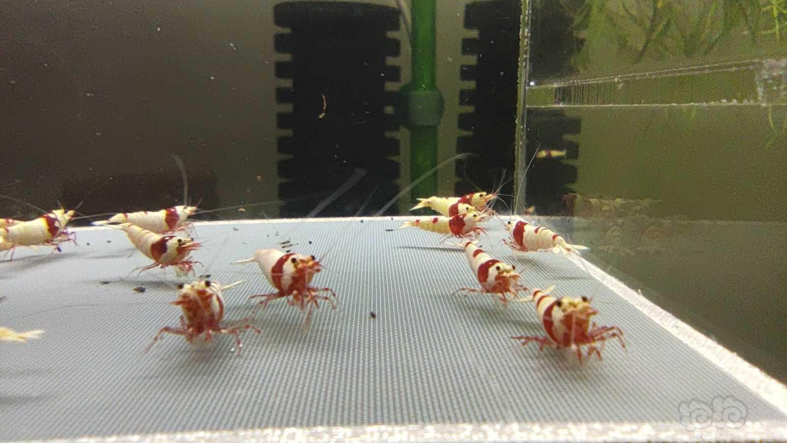 【虾】2021-08-17#RMB拍卖红白水晶虾25只-图1