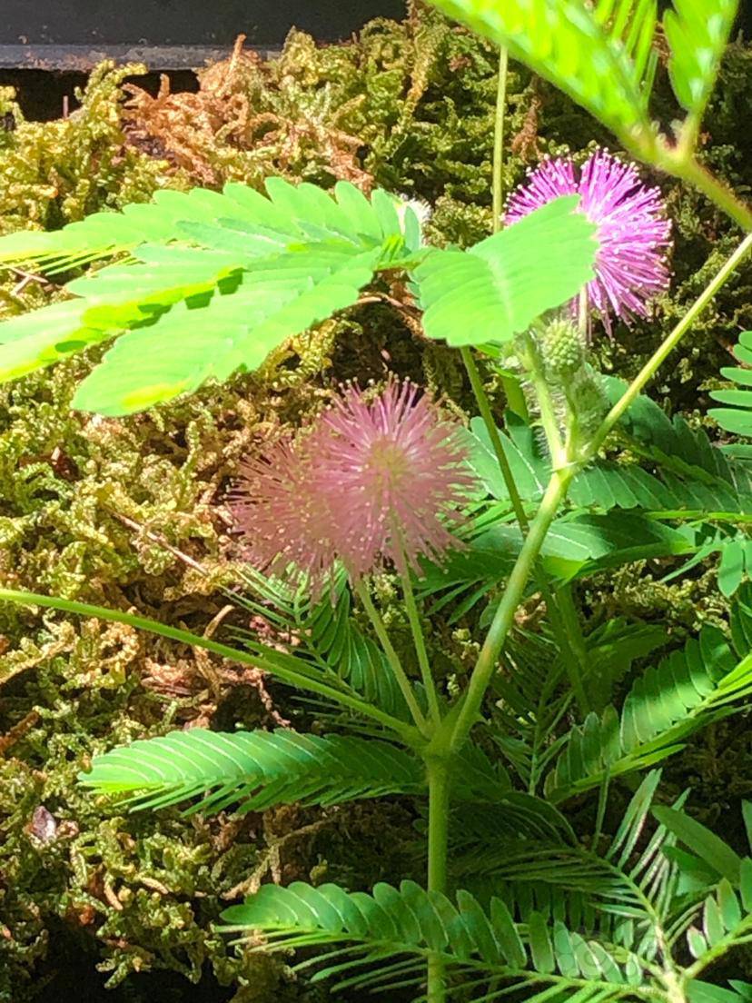 其他含羞草开花了