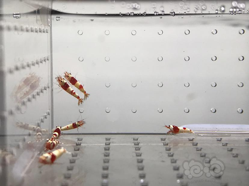 【虾】2021-08-07#RMB拍卖#纯血红白水晶虾一份10只-图6