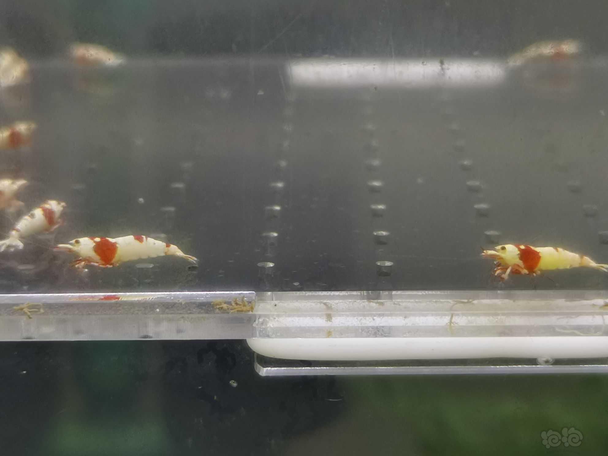 【虾】2021-08-22#RMB拍卖红白水晶虾15只-图1