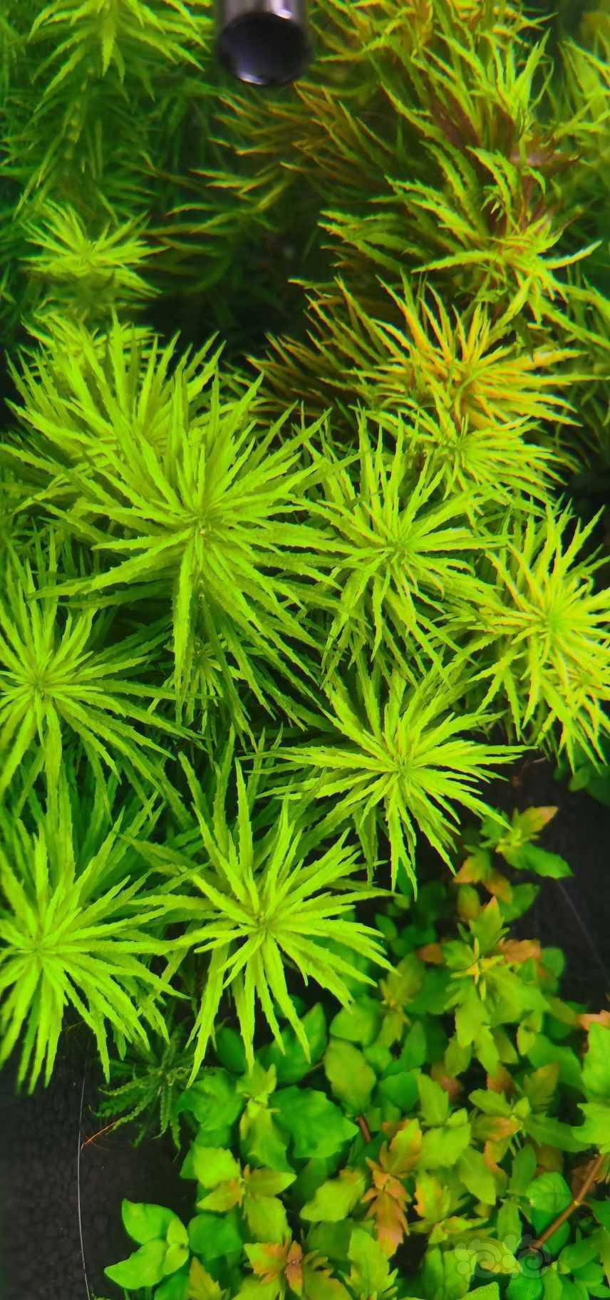 10枝  鲁宾叶底红 8枝  古巴叶底红 3枝  紫三角 8枝  天堂鸟 4枝