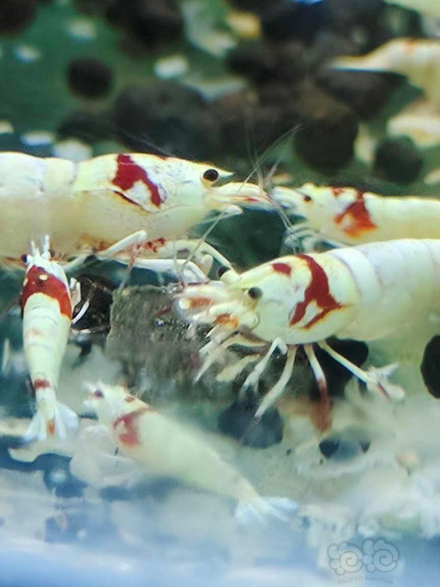 【水晶虾】红花虎水晶虾-图6