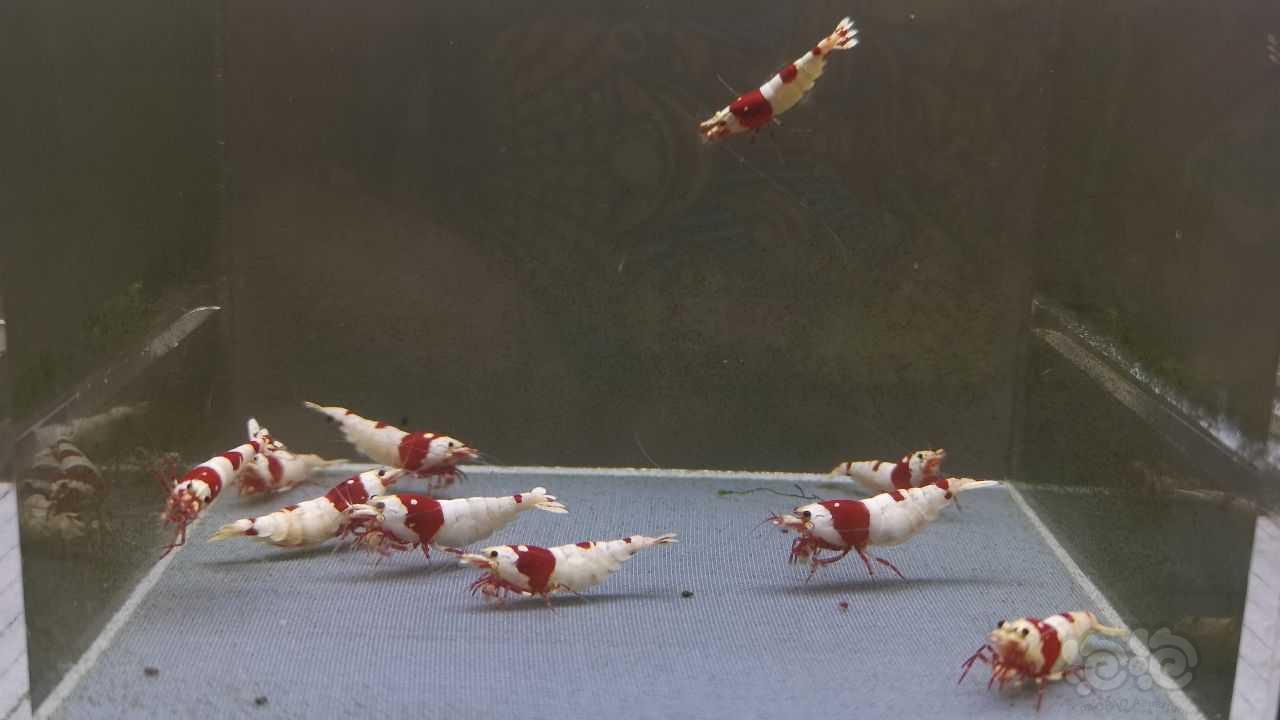 【虾】2021-08-02#RMB拍卖纯血红10母-图1