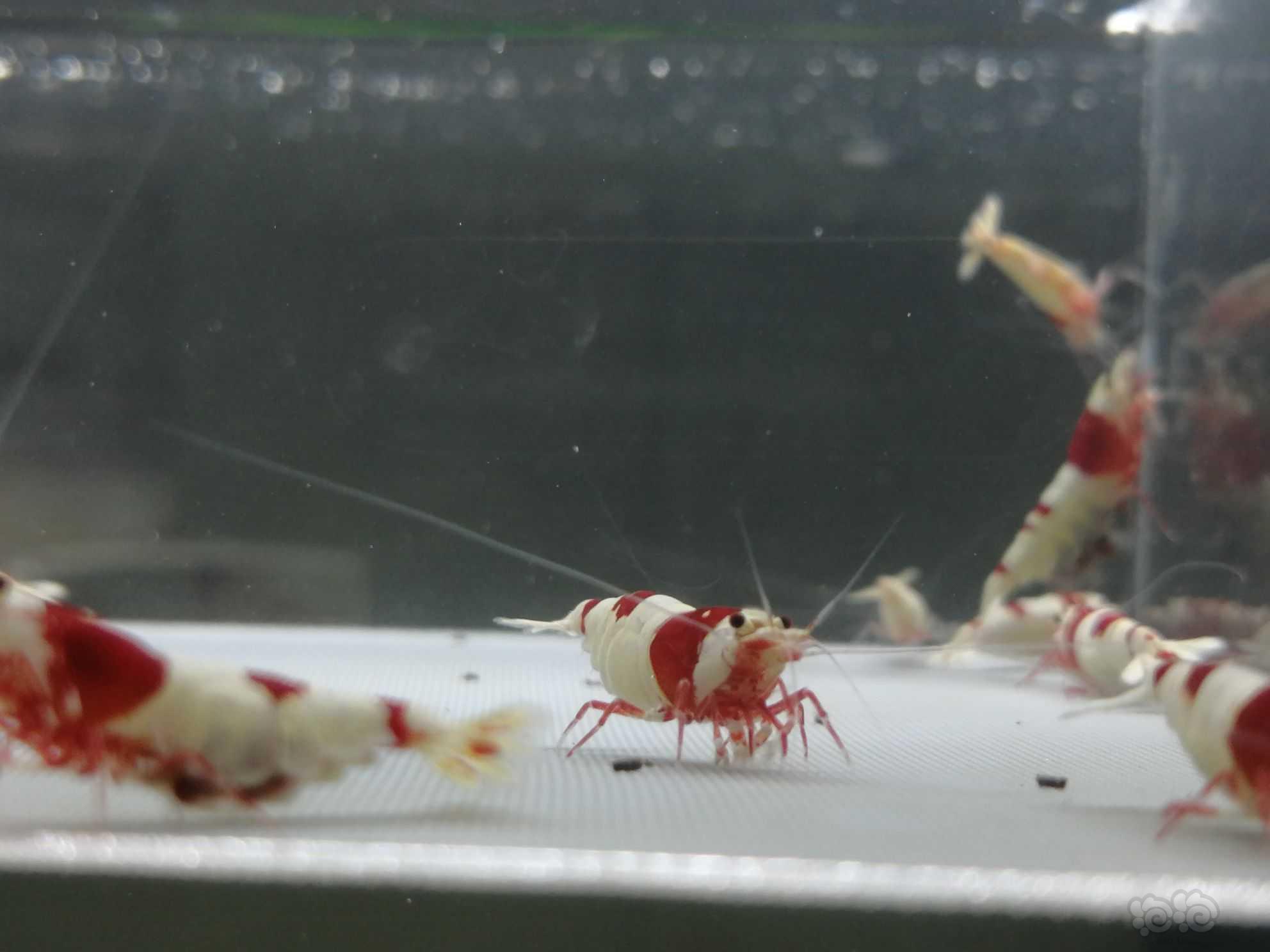 【虾】2021-08-05＃RMB拍卖纯血红白繁殖组21只。-图7