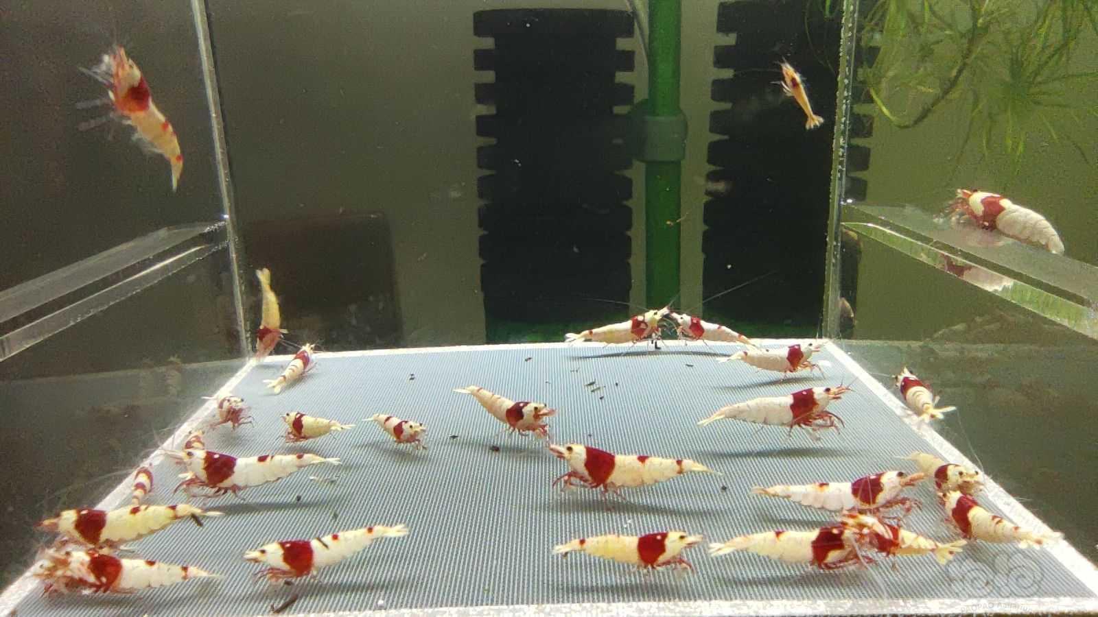 【虾】2021-08-17#RMB拍卖红白水晶虾25只-图6