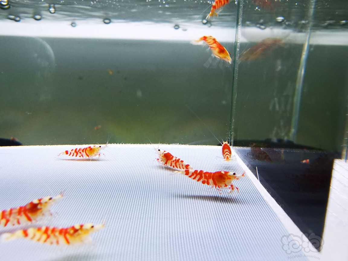 【虾】2021-08-17#RMB拍卖#精品红花虎苗子一份12只-图7