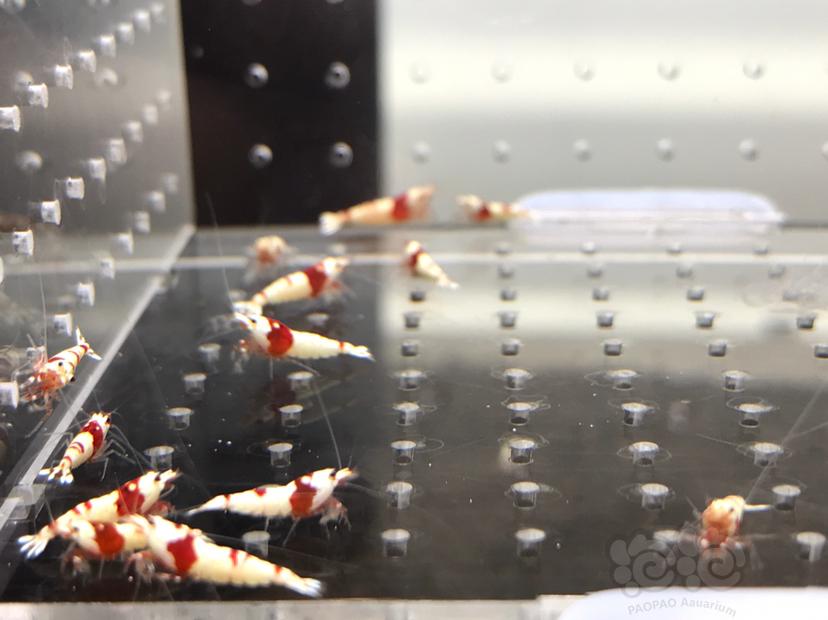 【虾】2021-08-06#RMB拍卖#纯血红白水晶虾一份18只-图9