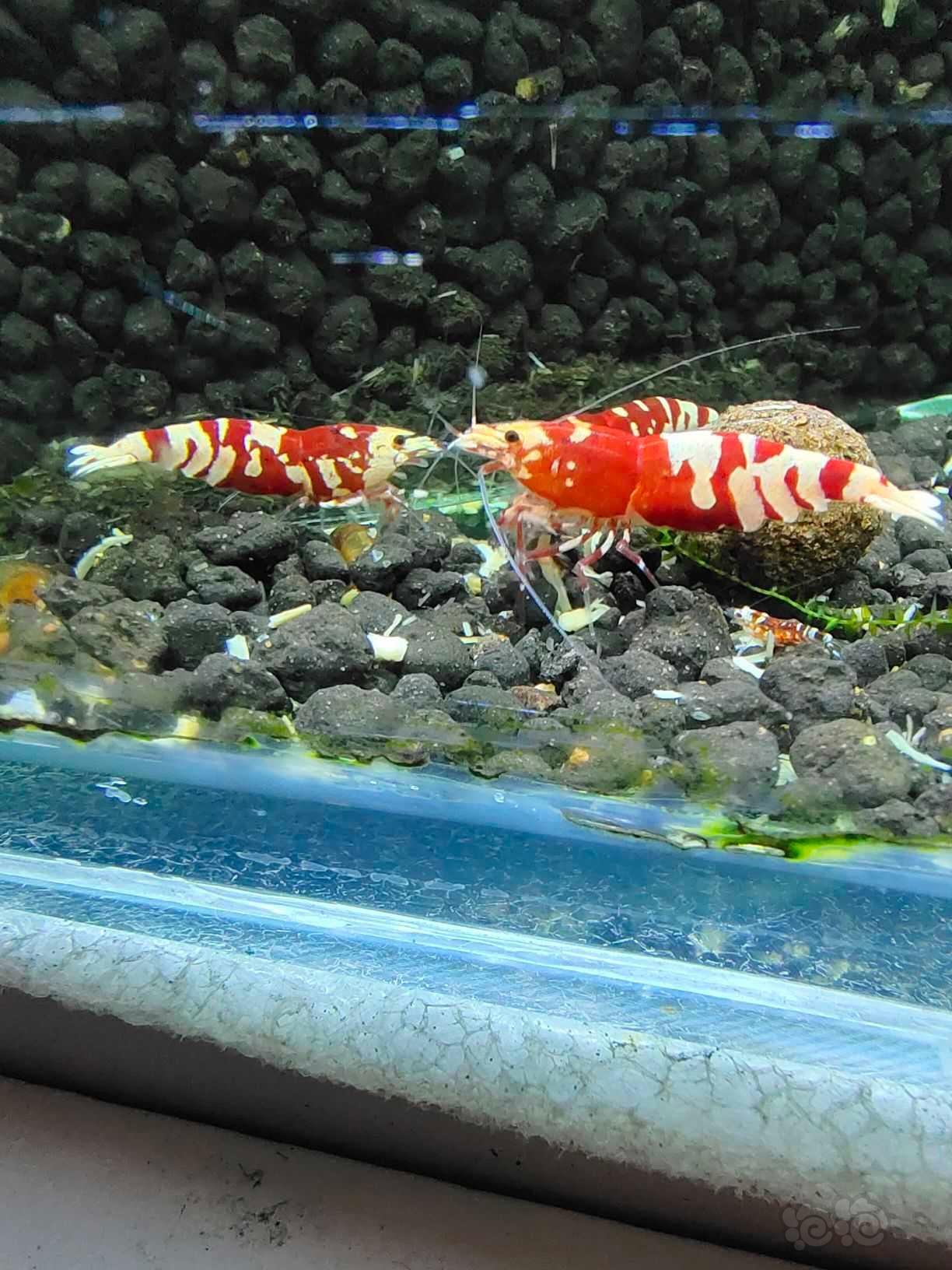 【水晶虾】红花虎水晶虾-图2