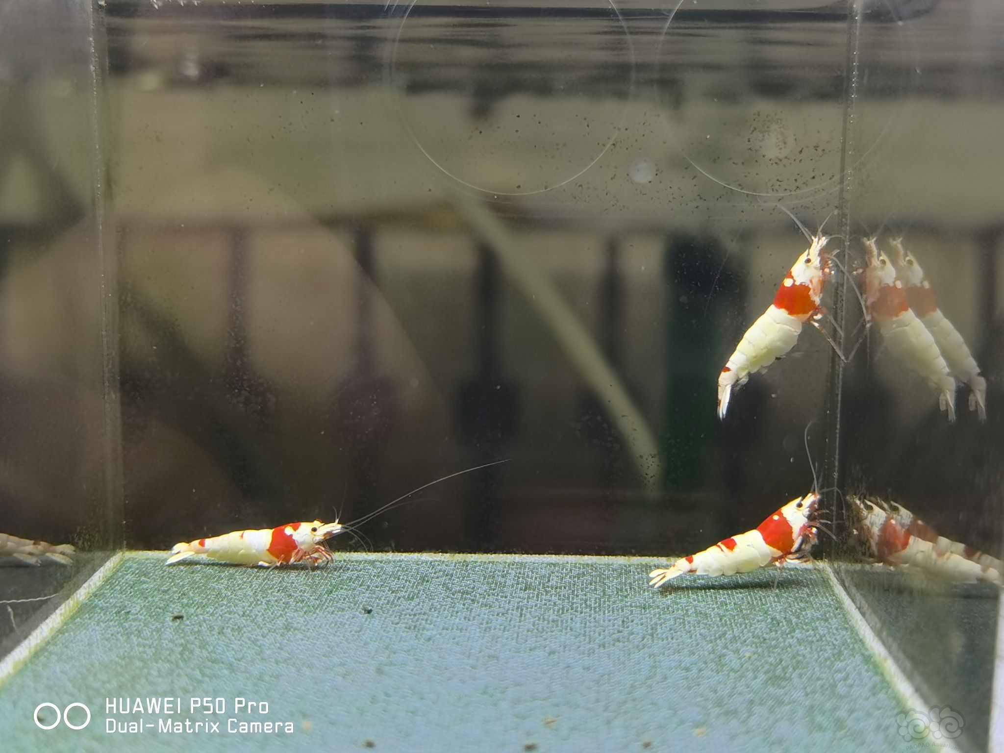 【虾】2021-08-26#RMB拍卖纯新成纯血红白1公2母-图8