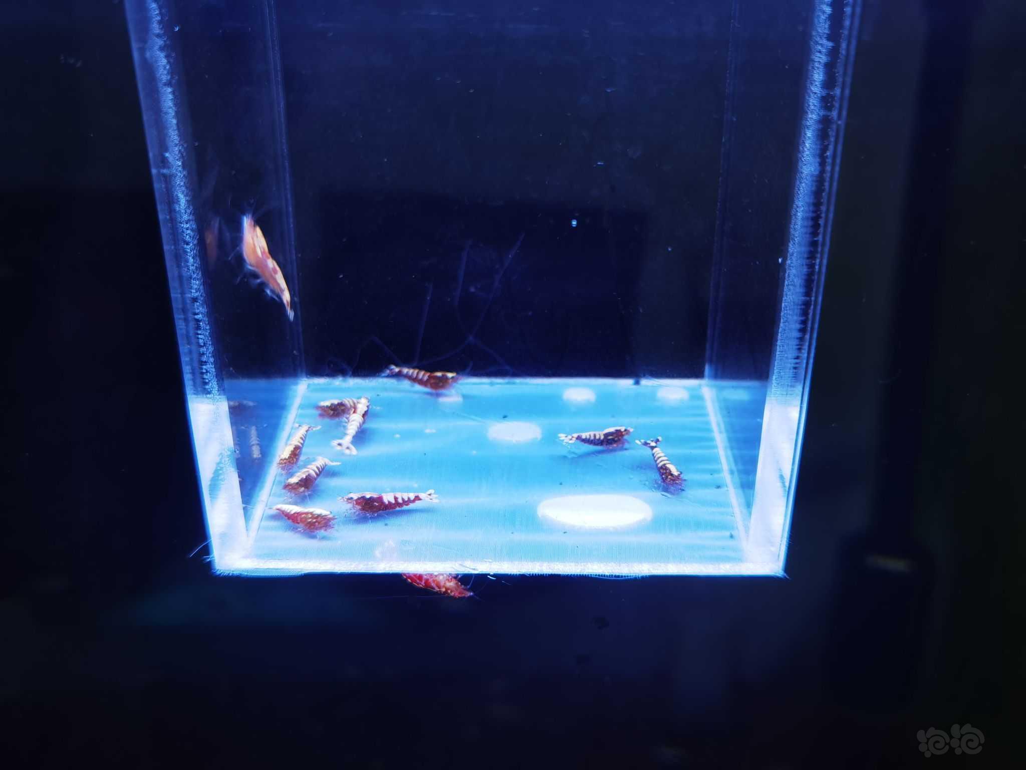 【虾】2021-08-23#RMB拍卖红银河鱼骨水晶虾-图2