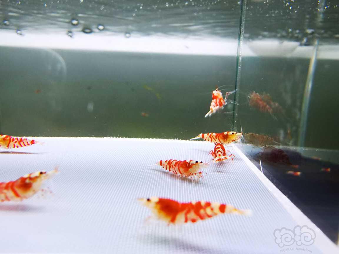 【虾】2021-08-17#RMB拍卖#精品红花虎苗子一份12只-图6