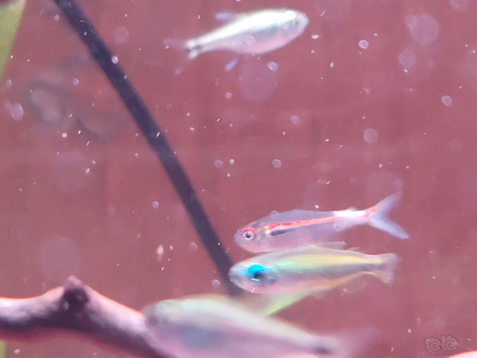 灯科鱼 白身 泡泡水族