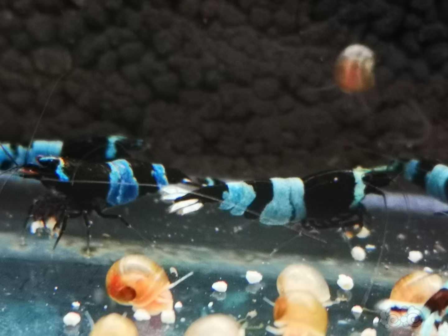 【虾螺】出点蓝化黑金刚-图3