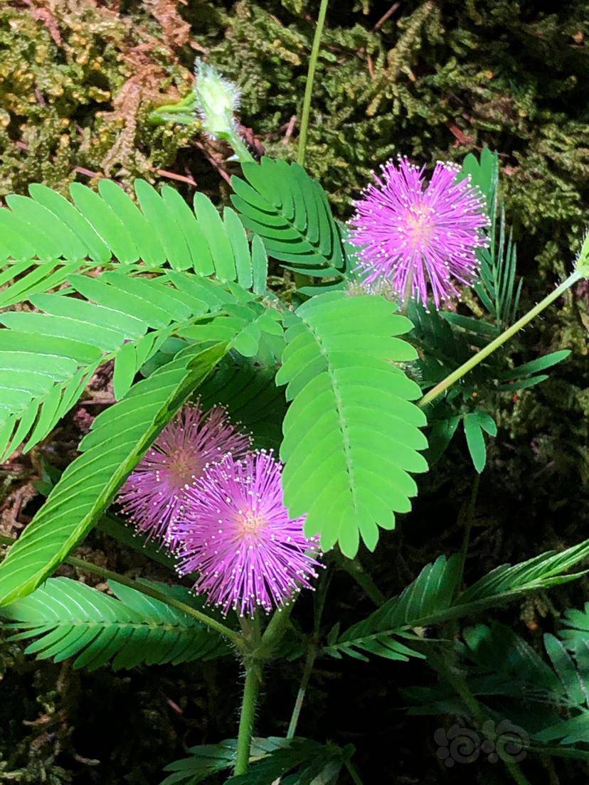 其他含羞草开花了