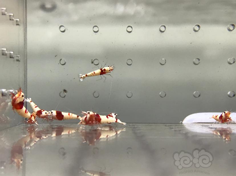 【虾】2021-08-15#RMB拍卖#纯血红白水晶虾一份15只-图3