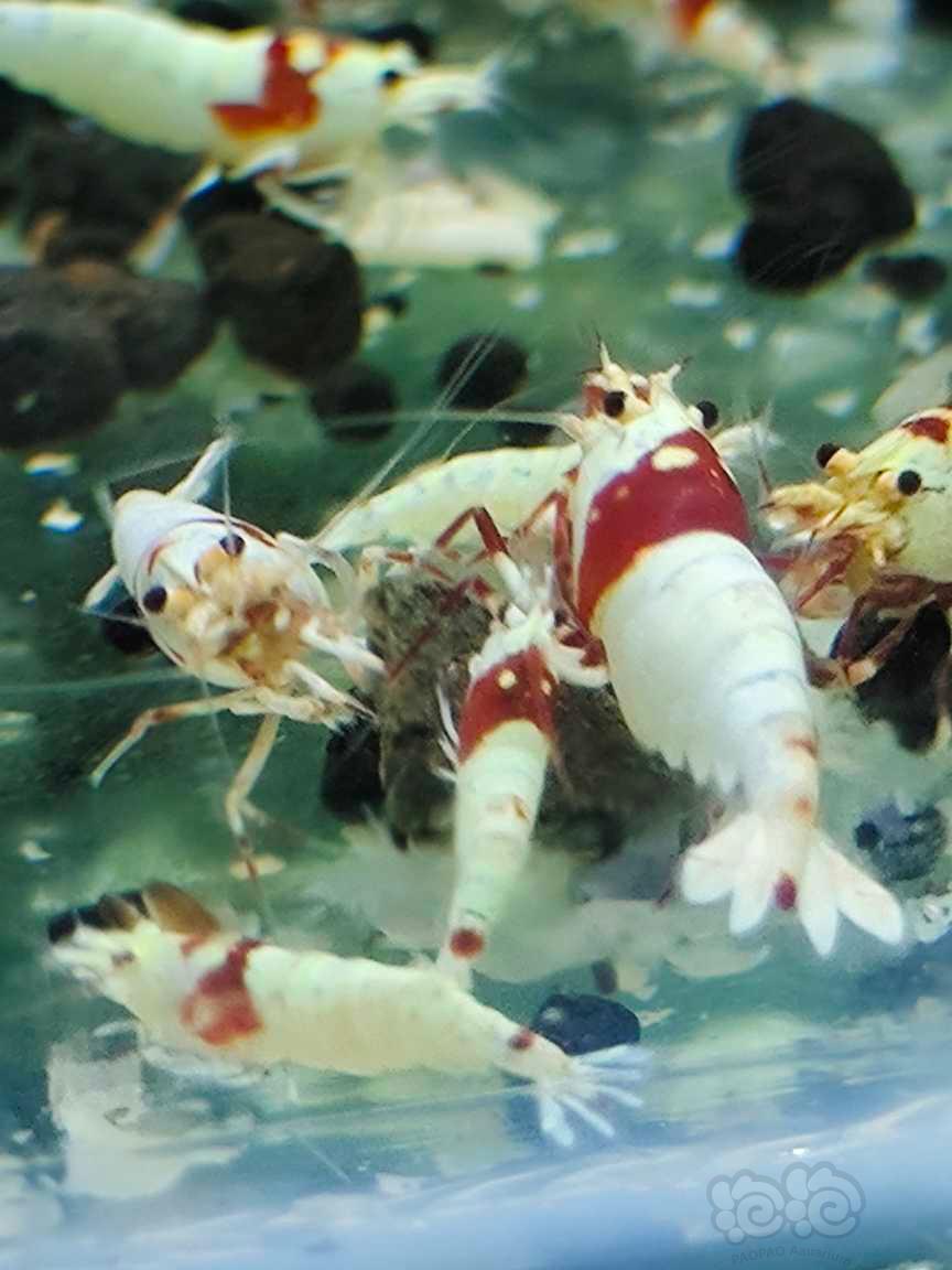 【水晶虾】红花虎-图3
