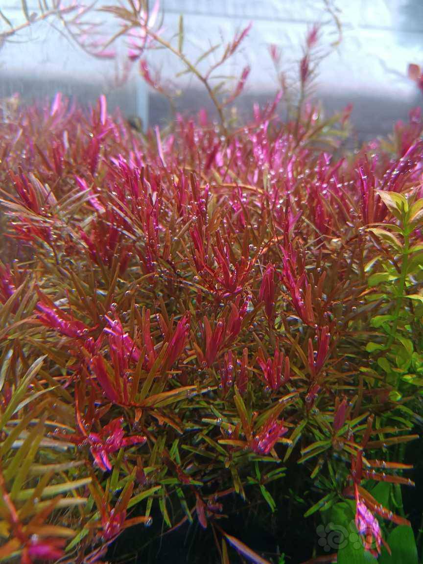 血宫廷100  虎耳10  紫三角15  豹纹血心兰10  南美