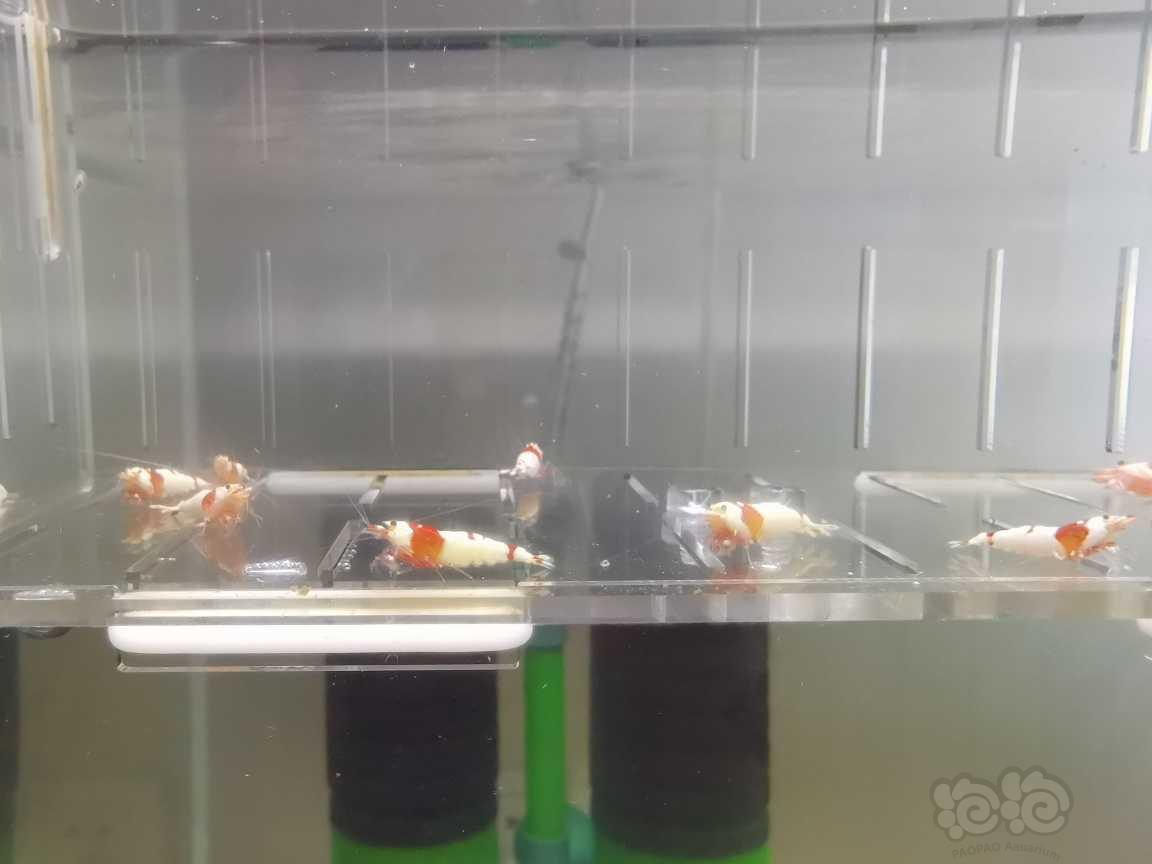 【虾】2021-08-22#RMB拍卖红白水晶虾9只-图3