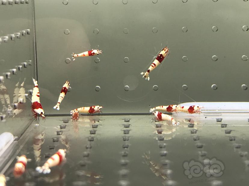 【虾】2021-08-13#RMB拍卖#纯血红白水晶虾一份18只-图7