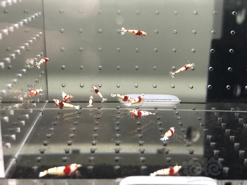 【虾】2021-08-17#RMB拍卖#纯血红白水晶虾一份15只-图4