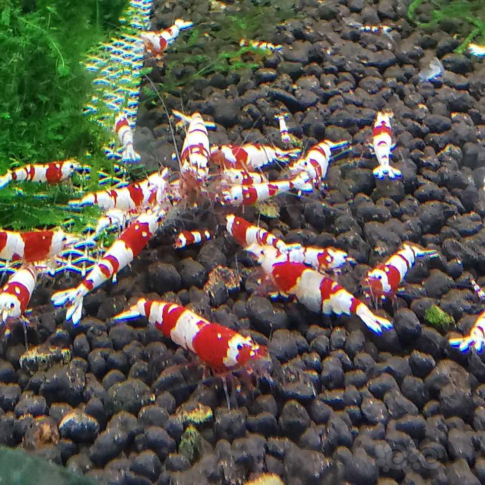 【水晶虾】出售：黑白，红白，红花虎，黑花虎-图2