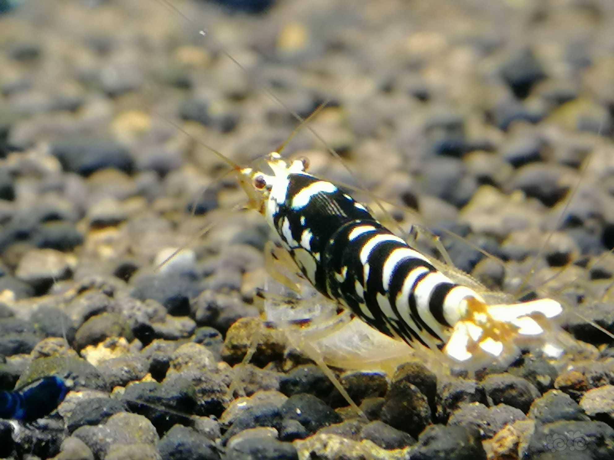 黑花虎水晶虾 - 泡泡水族