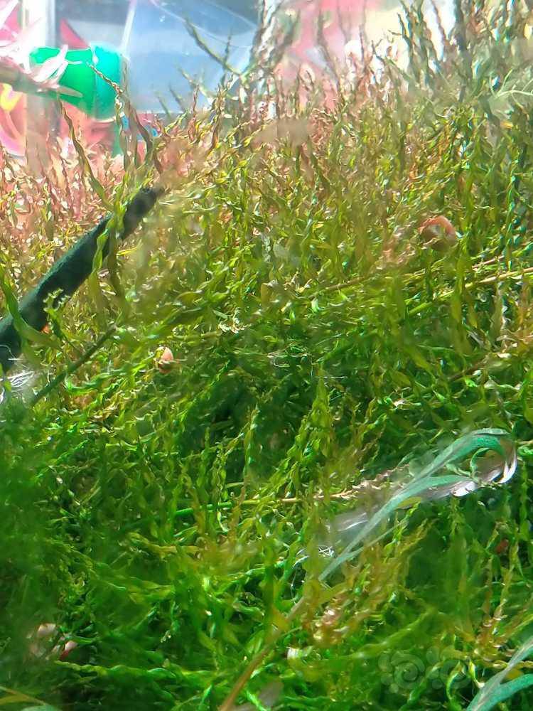 低价处理旋转烟花水草