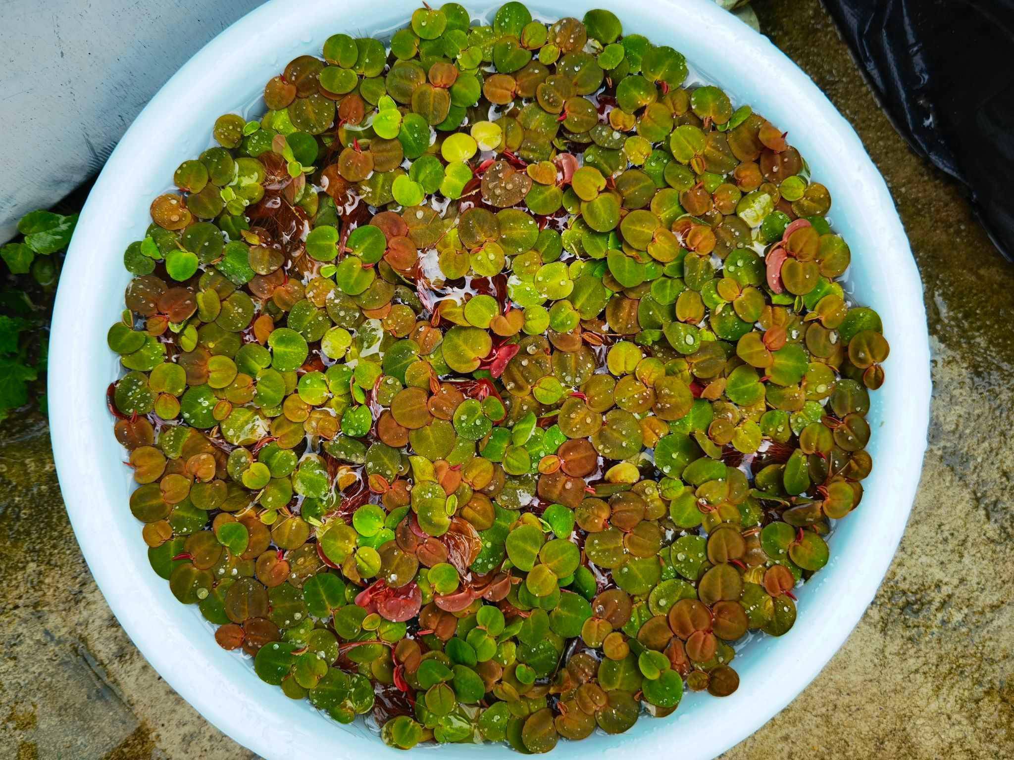 【赠送】送红毛丹浮萍-图4