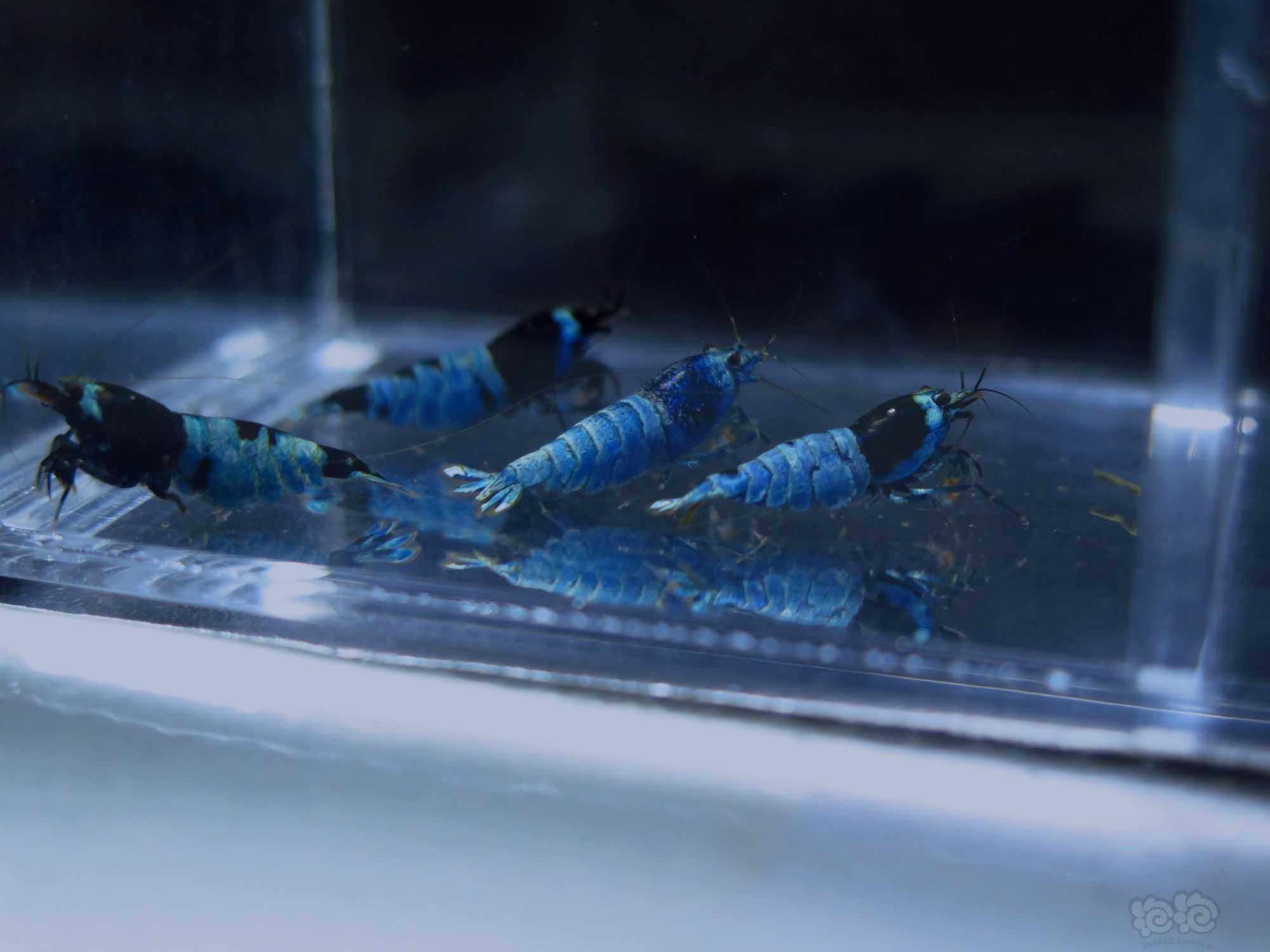 【虾】2021-8-16#RMB拍卖天子蓝金刚水晶虾母虾4只-图9
