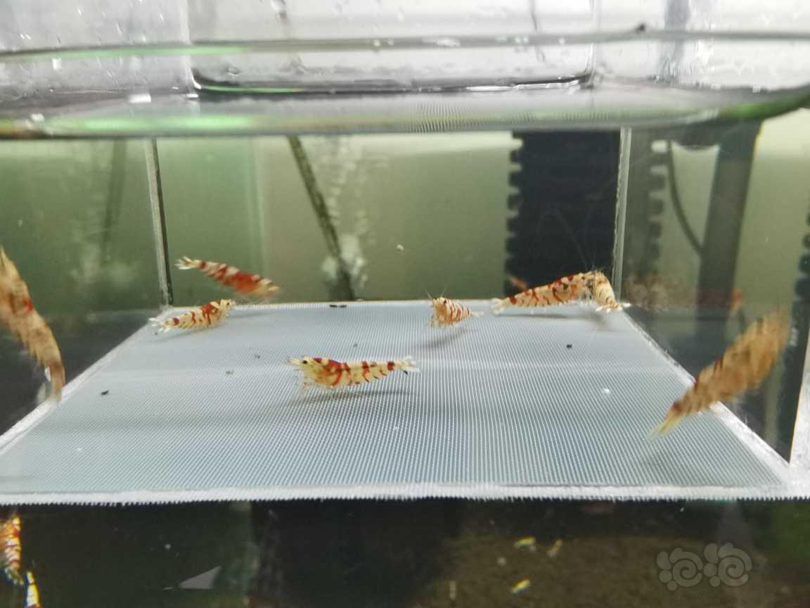 【虾】2021-08-12＃RMB拍卖红花虎水晶虾8只-图2
