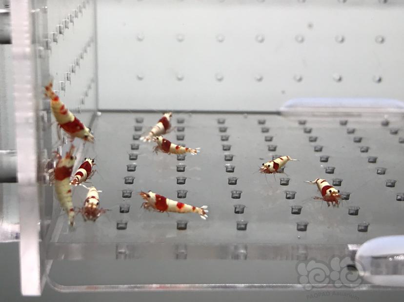 【虾】2021-08-07#RMB拍卖#纯血红白水晶虾一份10只-图7