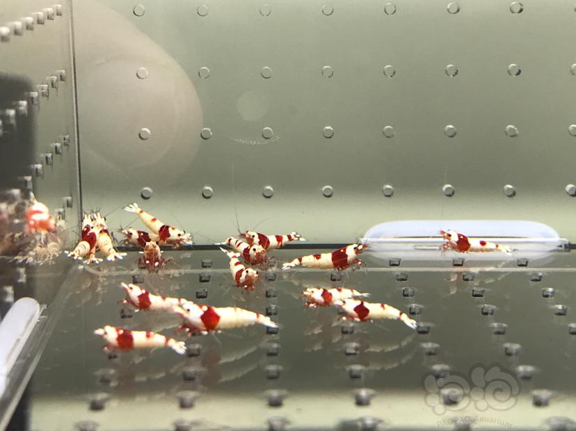 【虾】2021-08-10#RMB拍卖#纯血红白水晶虾一份18只-图4